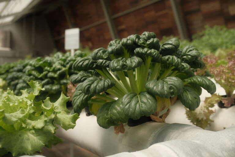 Why Your First Garden Should Start Small (and How to Do It Right)